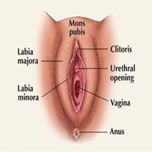 clitoris and it's parts explained